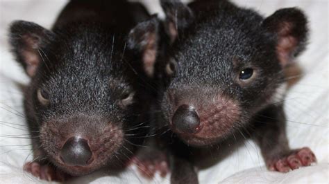 tasmanian devil breeding programs